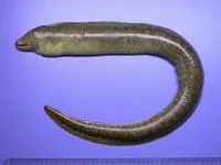 Taiwanese moray eel (Gymnothorax taiwanensis)
