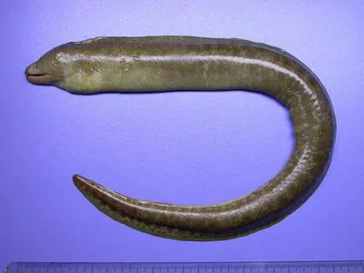 Taiwanese moray eel (Gymnothorax taiwanensis)
