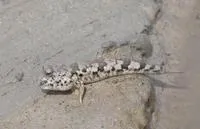Takita's mudskipper (Periophthalmus takita)