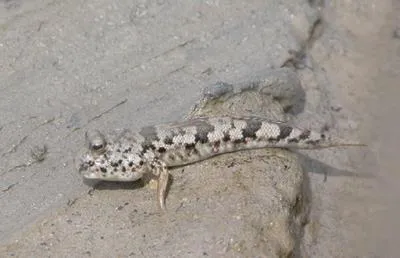 Takita's mudskipper (Periophthalmus takita)