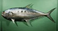 Talang queenfish (Scomberoides commersonnianus)