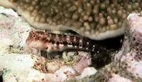 Talbot's blenny (Stanulus talboti)