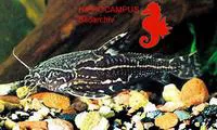Talking catfish (Acanthodoras spinosissimus)