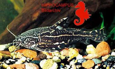 Talking catfish (Acanthodoras spinosissimus)
