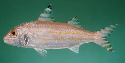 Tall-fin goatfish (Upeneus indicus)