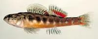 Tallapoosa darter (Etheostoma tallapoosae)