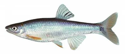 Tallapoosa shiner (Cyprinella gibbsi)