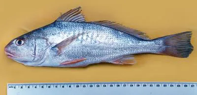 Tallfin croaker (Micropogonias altipinnis)