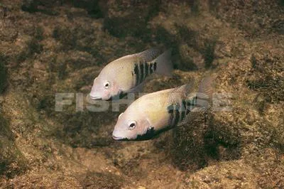 Tamasopo cichlid (Herichthys tamasopoensis)