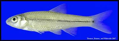 Tamaulipas shiner (Notropis braytoni)