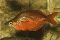 Tami River rainbowfish (Glossolepis pseudoincisus)