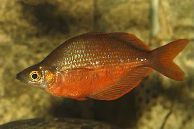 Tami River rainbowfish (Glossolepis pseudoincisus)