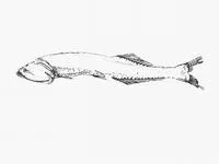 Tan bristlemouth (Cyclothone pallida)