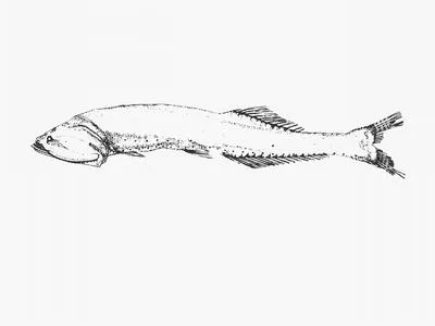 Tan bristlemouth (Cyclothone pallida)
