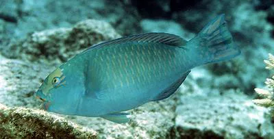 Tan-faced parrotfish (Chlorurus frontalis)