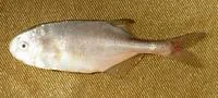 Tana-churchill (Petrocephalus catostoma tanensis)