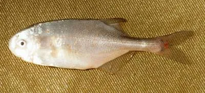 Tana-churchill (Petrocephalus catostoma tanensis)