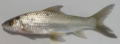 Tana labeo (Labeo mesops)