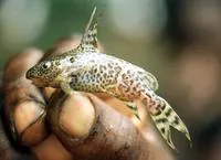 Tana squeaker (Synodontis serpentis)