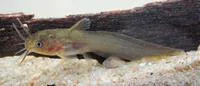 Tandan catfish (Tandanus tandanus)