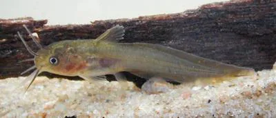 Tandan catfish (Tandanus tandanus)