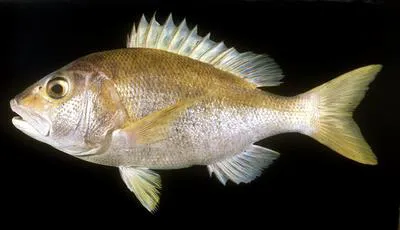 Tang's snapper (Lipocheilus carnolabrum)