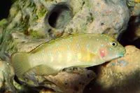 Tanganyika Clown (Eretmodus cyanostictus)
