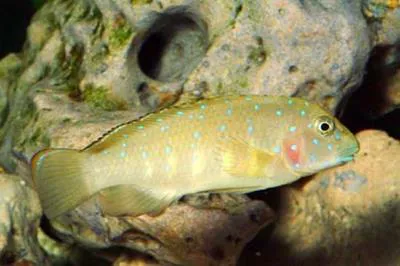Tanganyika Clown (Eretmodus cyanostictus)