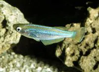 Tanganyika killifish (Lamprichthys tanganicanus)