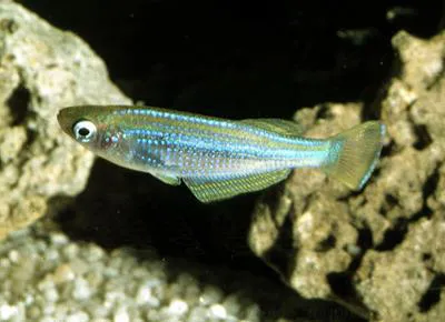 Tanganyika killifish (Lamprichthys tanganicanus)