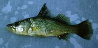 Tanganyika lates (Lates angustifrons)