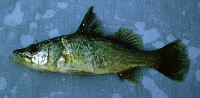 Tanganyika lates (Lates angustifrons)