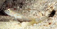 Tangaroa shrimpgoby (Ctenogobiops tangaroai)