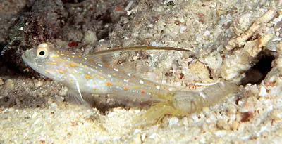 Tangaroa shrimpgoby (Ctenogobiops tangaroai)