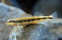 Tangerine darter (Percina aurantiaca)