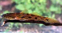Tank goby (Glossogobius giuris)