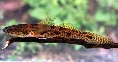 Tank goby (Glossogobius giuris)