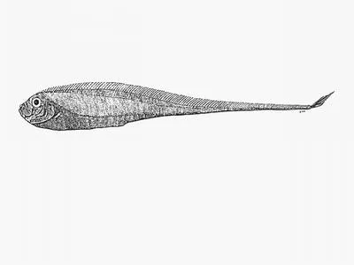 Taper-tail ribbonfish (Zu elongatus)