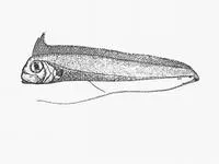 Tapertail (Radiicephalus elongatus)