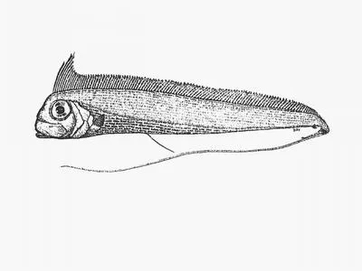 Tapertail (Radiicephalus elongatus)