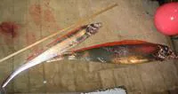 Tapertail ribbonfish (Trachipterus fukuzakii)