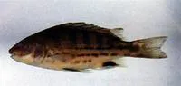 Tapiroid grunter (Mesopristes cancellatus)
