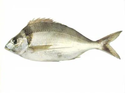 Tarakihi (Nemadactylus macropterus)