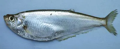 Tardoore (Opisthopterus tardoore)