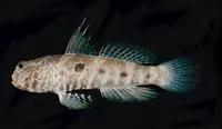 Target shrimp goby (Cryptocentrus strigilliceps)
