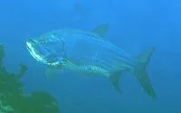 Tarpon (Megalops atlanticus)