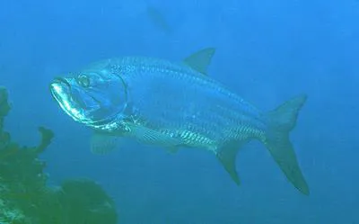 Tarpon (Megalops atlanticus)