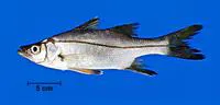Tarpon snook (Centropomus pectinatus)