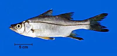 Tarpon snook (Centropomus pectinatus)