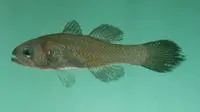 Tarr's cardinalfish (Pseudamia tarri)